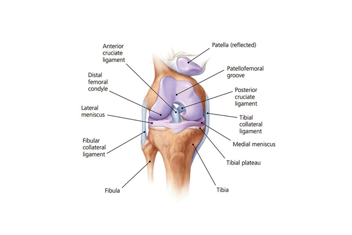 Knee Pain